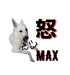 ウエスティ＆Wシェパード（個別スタンプ：18）