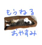 うちの猫と地域猫（個別スタンプ：17）