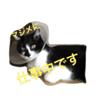 うちの猫と地域猫（個別スタンプ：21）