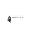 吹き出し文鳥さん（個別スタンプ：1）