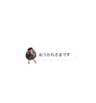 吹き出し文鳥さん（個別スタンプ：3）