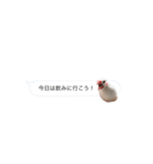 吹き出し文鳥さん（個別スタンプ：5）