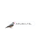 吹き出し文鳥さん（個別スタンプ：7）