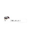 吹き出し文鳥さん（個別スタンプ：10）