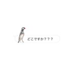 吹き出し文鳥さん（個別スタンプ：13）