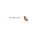 吹き出し文鳥さん（個別スタンプ：16）