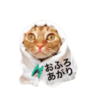 表情豊かなモタちゃん（個別スタンプ：12）