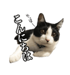 ねこのねぎ（個別スタンプ：1）