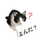 ねこのねぎ（個別スタンプ：2）
