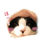 ねこのねぎ（個別スタンプ：3）