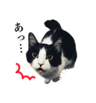 ねこのねぎ（個別スタンプ：4）