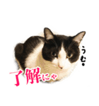 ねこのねぎ（個別スタンプ：5）