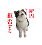 ねこのねぎ（個別スタンプ：6）