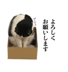 ねこのねぎ（個別スタンプ：7）