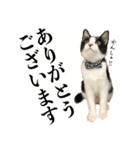 ねこのねぎ（個別スタンプ：8）