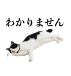 ねこのねぎ（個別スタンプ：9）