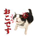 ねこのねぎ（個別スタンプ：10）