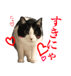 ねこのねぎ（個別スタンプ：11）