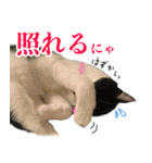 ねこのねぎ（個別スタンプ：12）