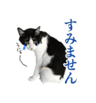 ねこのねぎ（個別スタンプ：13）