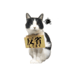 ねこのねぎ（個別スタンプ：14）