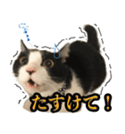 ねこのねぎ（個別スタンプ：15）