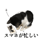 ねこのねぎ（個別スタンプ：16）