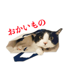ねこのねぎ（個別スタンプ：17）