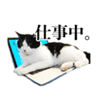ねこのねぎ（個別スタンプ：18）