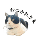 ねこのねぎ（個別スタンプ：19）