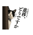 ねこのねぎ（個別スタンプ：20）