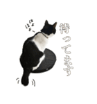 ねこのねぎ（個別スタンプ：21）