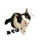 ねこのねぎ（個別スタンプ：23）