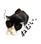 ねこのねぎ（個別スタンプ：24）