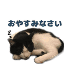 ねこのねぎ（個別スタンプ：25）