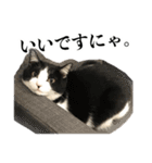 ねこのねぎ（個別スタンプ：26）