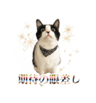 ねこのねぎ（個別スタンプ：27）