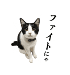 ねこのねぎ（個別スタンプ：28）