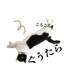 ねこのねぎ（個別スタンプ：29）