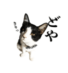 ねこのねぎ（個別スタンプ：30）