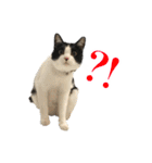 ねこのねぎ（個別スタンプ：32）