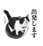 ねこのねぎ（個別スタンプ：34）