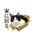 ねこのねぎ（個別スタンプ：35）