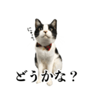 ねこのねぎ（個別スタンプ：36）