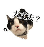 ねこのねぎ（個別スタンプ：37）