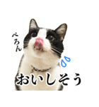 ねこのねぎ（個別スタンプ：38）