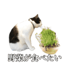 ねこのねぎ（個別スタンプ：39）