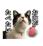ねこのねぎ（個別スタンプ：40）