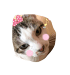 Cat Cocoa（個別スタンプ：1）