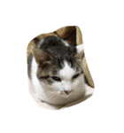 Cat Cocoa（個別スタンプ：2）